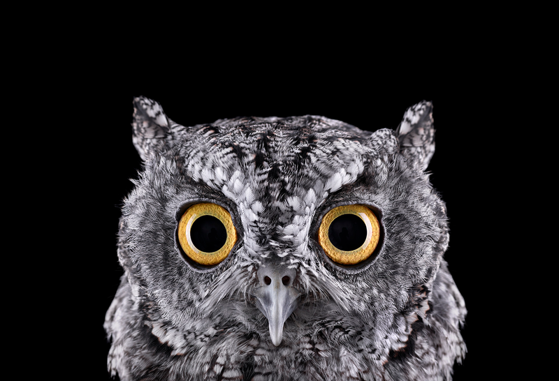 Illustration for article titled Take A Moment To Marvel At These Unusually Intimate Owl Portraits